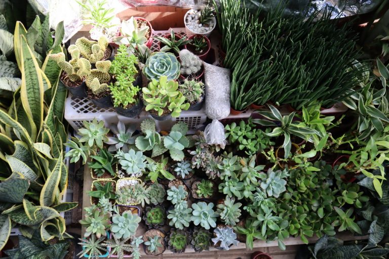 Green Spaces and Parks in Quezon City Pinned.PH