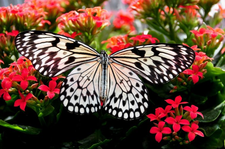 Butterfly Gardens You Can Visit with the Whole Family Pinned.PH