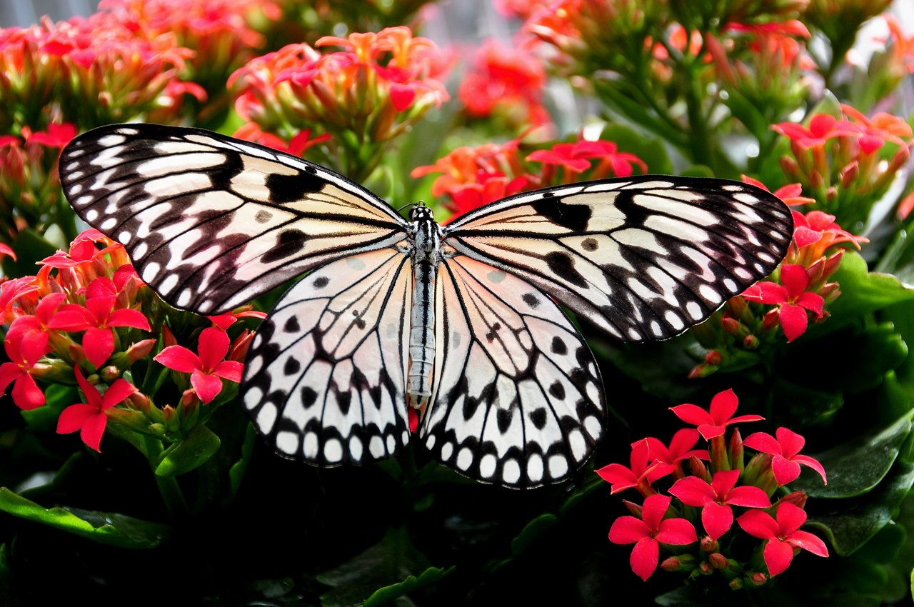 Butterfly Gardens You Can Visit with the Whole Family Pinned.PH