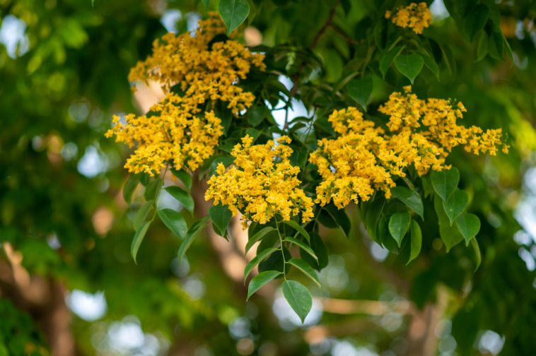 7 Philippine Native Trees for Flower Power in Your Home Pinned.PH
